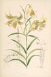 Lilium Leichtlinii - Walter Hood Fitch — vista dell’opera