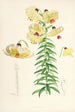 Lilium Monadelphum - Walter Hood Fitch — vista dell’opera