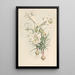 Lilium Philipinense - Walter Hood Fitch — quadro incorniciato alla parete