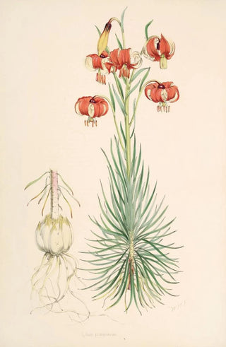 Walter Hood Fitch - Lilium Pomponium.webp