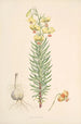 Lilium Pyrenaicum - Walter Hood Fitch — vista dell’opera