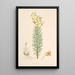 Lilium Pyrenaicum - Walter Hood Fitch — quadro incorniciato alla parete