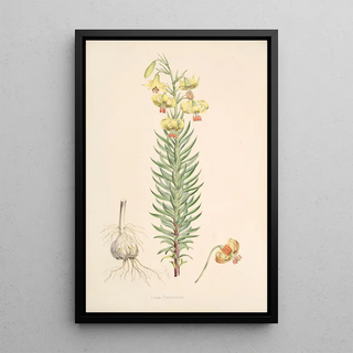 Walter Hood Fitch - Lilium Pyrenaicum.webp