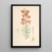 Lilium Tenuifolium - Walter Hood Fitch — quadro incorniciato alla parete