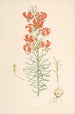 Lilium Tenuifolium - Walter Hood Fitch — vista dell’opera