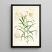 Lilium Wallichianum - Walter Hood Fitch — quadro incorniciato alla parete