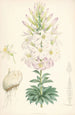 Lilium Washingtonianum - Walter Hood Fitch — vista dell’opera