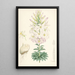 Lilium Washingtonianum - Walter Hood Fitch — quadro incorniciato alla parete