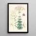 Lilium Washingtonianum var purpureum - Walter Hood Fitch — quadro incorniciato alla parete