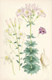 Lilium Washingtonianum var purpureum - Walter Hood Fitch — vista dell’opera