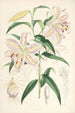 Lilium auratum - Walter Hood Fitch — vista dell’opera