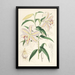 Lilium auratum - Walter Hood Fitch — quadro incorniciato alla parete