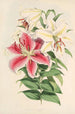Lilium auratum var Parkmanm - Walter Hood Fitch — vista dell’opera