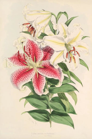 Walter Hood Fitch - Lilium auratum var Parkmanm.webp