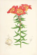Lilium bulbiferum - Walter Hood Fitch — vista dell’opera