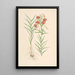 Lilium callosum - Walter Hood Fitch — quadro incorniciato alla parete