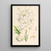 Lilium candidum - Walter Hood Fitch — quadro incorniciato alla parete