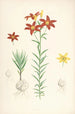 Lilium concolor - Walter Hood Fitch — vista dell’opera