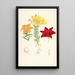Lilium elegans var alutaceum - Walter Hood Fitch — quadro incorniciato alla parete