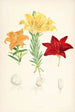 Lilium elegans var alutaceum - Walter Hood Fitch — vista dell’opera