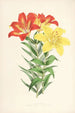 Lilium elegans var incomparabile - Walter Hood Fitch — vista dell’opera