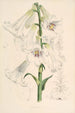 Lilium giganteum - Walter Hood Fitch — vista dell’opera