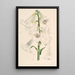 Lilium giganteum - Walter Hood Fitch — quadro incorniciato alla parete