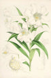 Lilium lingiflorium - Walter Hood Fitch — vista dell’opera