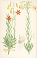 Lilium maritimum - Walter Hood Fitch — vista dell’opera