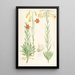 Lilium maritimum - Walter Hood Fitch — quadro incorniciato alla parete