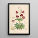 Lilium martagon var dalmaticum - Walter Hood Fitch — quadro incorniciato alla parete