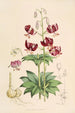 Lilium martagon var dalmaticum - Walter Hood Fitch — vista dell’opera