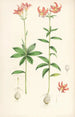 Lilium medeoloides - Walter Hood Fitch — vista dell’opera