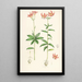 Lilium medeoloides - Walter Hood Fitch — quadro incorniciato alla parete