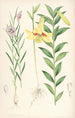 Lilium oxypetalum - Walter Hood Fitch — vista dell’opera