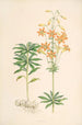 Lilium parvum - Walter Hood Fitch — vista dell’opera