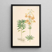 Lilium parvum - Walter Hood Fitch — quadro incorniciato alla parete