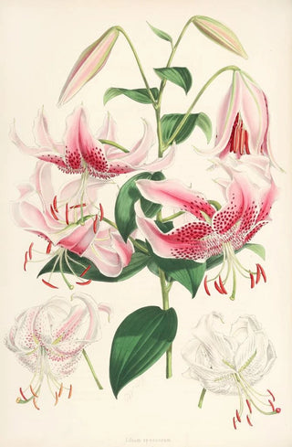 Walter Hood Fitch - Lilium speciosum.webp