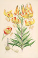 Lilium superbum - Walter Hood Fitch — vista dell’opera