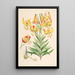 Lilium superbum - Walter Hood Fitch — quadro incorniciato alla parete
