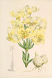 Lilium testaceum - Walter Hood Fitch — vista dell’opera