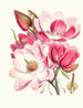 Magnolia campbellii Hf e T Pianta fiorita - Walter Hood Fitch — vista dell’opera