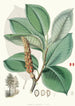 Magnolia Campbellii Hf et T pianta fruttifera in fogliame - Walter Hood Fitch — vista dell’opera