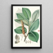 Magnolia Campbellii Hf et T pianta fruttifera in fogliame - Walter Hood Fitch — quadro incorniciato alla parete
