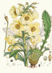 Meconopsis Nepalensis dc - Walter Hood Fitch — vista dell’opera