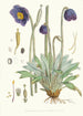 Meconopsis Simplicifolia H f e T - Walter Hood Fitch — vista dell’opera