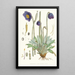 Meconopsis Simplicifolia H f e T - Walter Hood Fitch — quadro incorniciato alla parete