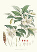 Michelia Cathcartii Hf et T - Walter Hood Fitch — vista dell’opera
