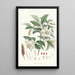 Michelia Cathcartii Hf et T - Walter Hood Fitch — quadro incorniciato alla parete