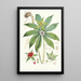 Paris Polyphylla Smit - Walter Hood Fitch — quadro incorniciato alla parete